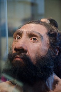 Homo neanderthalensis in Hall of Human Origins at Natural History Museum Homo neanderthalensis in Hall of Human Origins at Natural History Museum