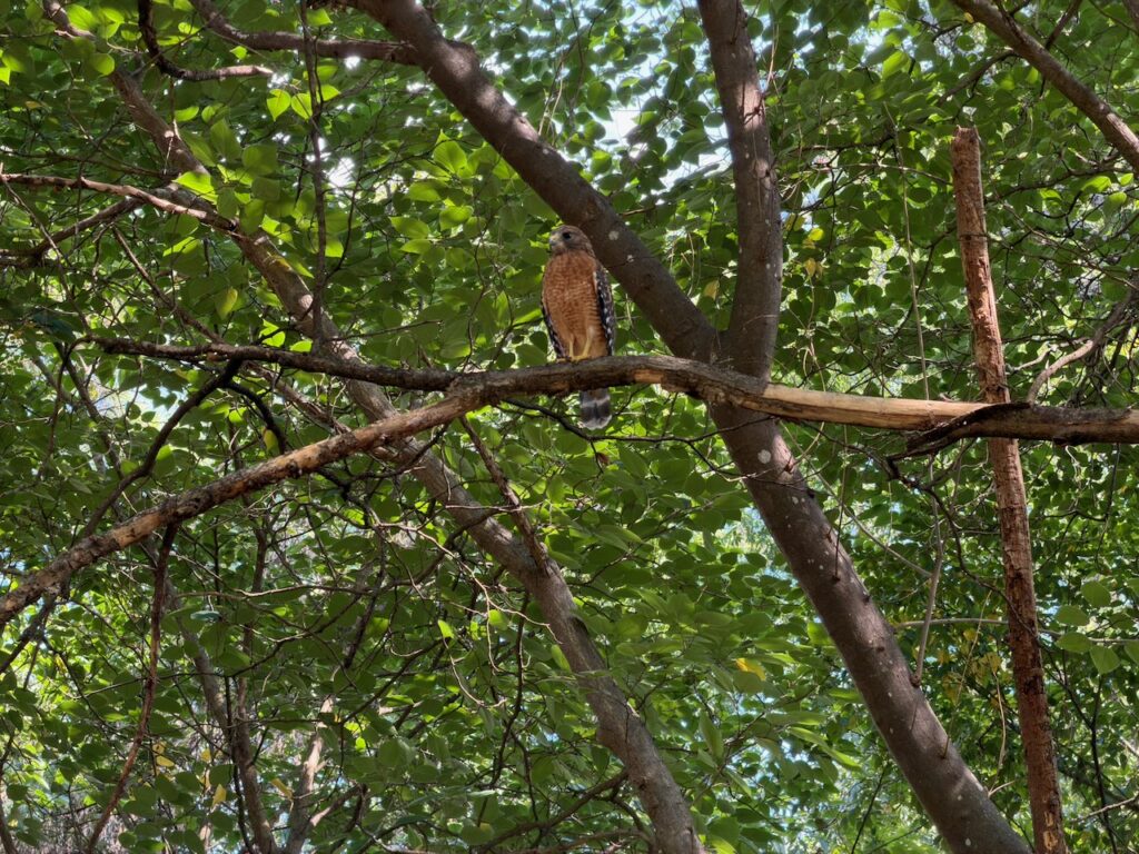 A red-shouldered hawk in the trees outside Terminus.
