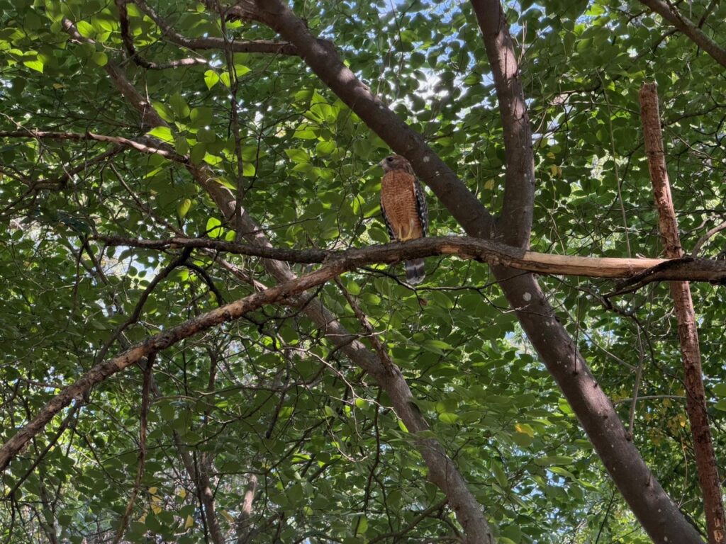 The hawk again, watching the street.